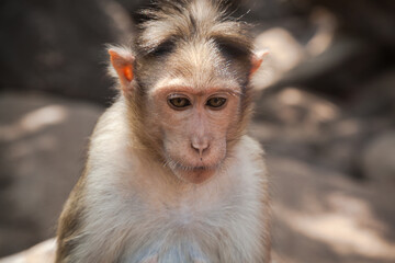 Obraz premium Portrait of indian macaque female