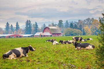 Holstein cows and a red barn on a dairy farm near Scio, Oregon.