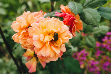 A large green beetle sits and eats, eating pollen inside a beautiful orange garden rose close-up.