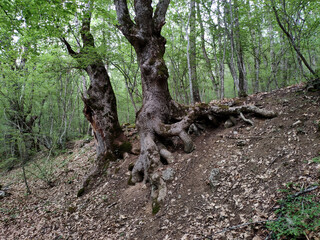Old oaks on the mountainside in the Crimean peninsula