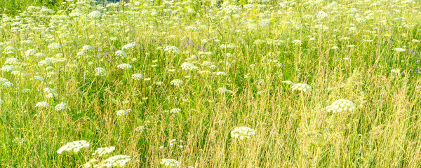 Obraz premium Outdoor photo with selective focus on grass in meadow.