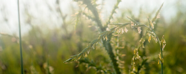 Green grass in the field with sunbeams. Blurred summer background, selective focus.