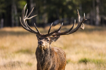 Portrait of majestic  red deer stag with huge antler in Autumn meadow, Richmond Park, London