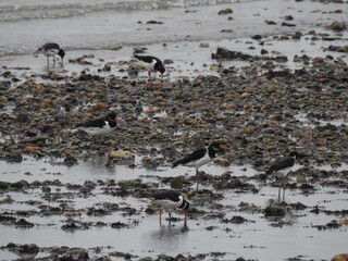 Black and white birds walk on stones and water