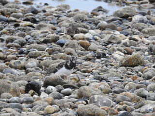 Black and white birds walk on stones and water