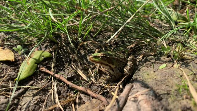 Video with sitting frog