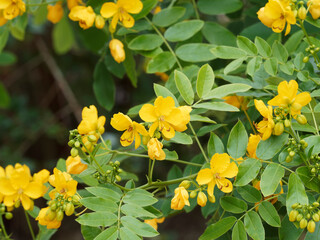 (Senna alexandrina) Alexandrinische Senna oder Alexandriner Cassia senna mit gelbe Blüten und grüne Blätter - obrazy, fototapety, plakaty