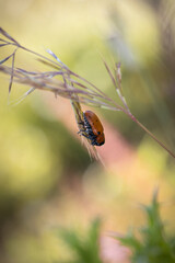 Orange beetle in its natural environment.