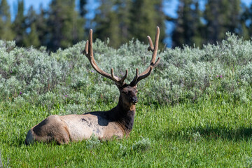 Naklejka na ściany i meble Bull elk sitting in meadow