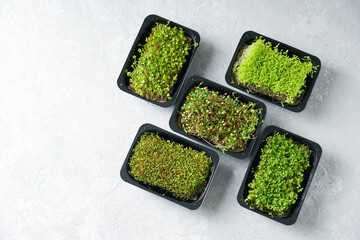 Microgreen sprouts in a black trays. Top view.