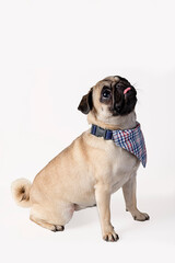 Pug with blue necklace isolated on white background.