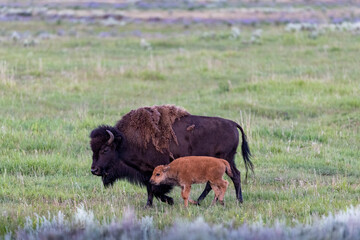 Bison mother and calf
