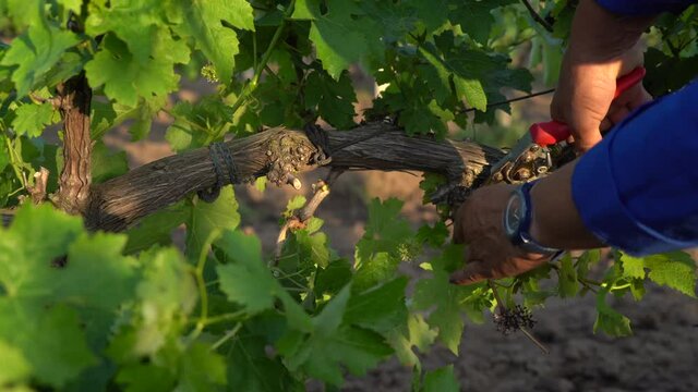 Agricultural work. Farmworker pruning grapevines in a vineyard field. 