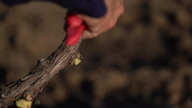 Agricultural work. Farmworker pruning grapevines in a vineyard field. 