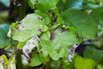 Potato plant has got ill with Phytophthora (Phytophthora Infestans). Potato plant has got sick by...