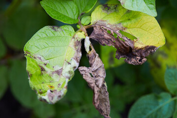 Potato plant has got ill with Phytophthora (Phytophthora Infestans). Potato plant has got sick by late blight, agriculture © Liudmila