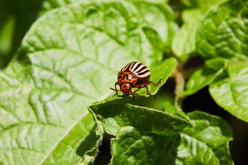 Colorado potato beetle eats potato leaves. Potato plant is suffering from  larva of colorado beetle