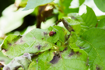 Colorado potato beetle eats potato leaves. Potato plant is suffering from  larva of colorado beetle