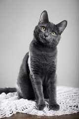 Portrait of a beautiful funny gray cat with yellow eyes. The breed is Russian blue.