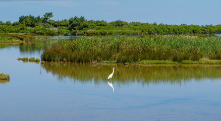 Grande aigrette bassin d'Arcachon France