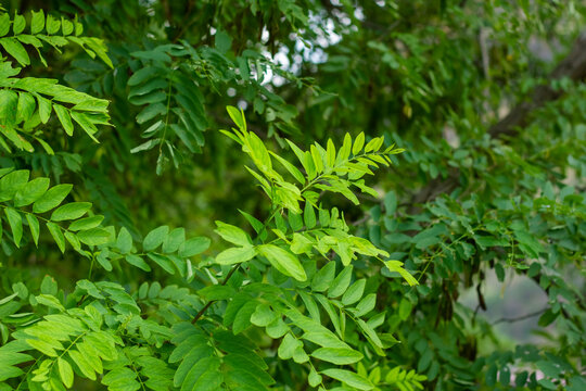 close up of green leaves, green leaves background