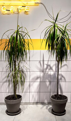 Restaurant and Cafe interior modern style design. Decorative plants palms in a pot, neon sign. Ceramic wall