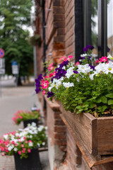 Violets in boxes on the street. Flowers of white, pink and purple flowers. The building in the background is in a blur of focus of brick. High quality photo