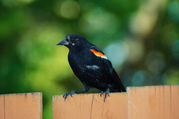 A beautiful view of Toronto Island Park at Toronto, Canada.