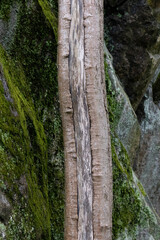 tree trunk against mossy cliff wall
