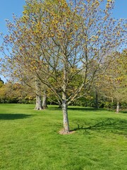 Obraz premium trees in spring