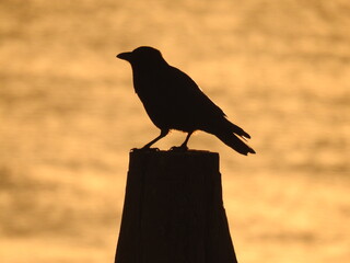 A bird on a pole