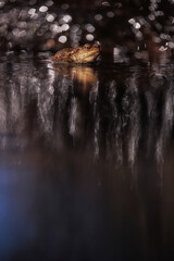Toad in water