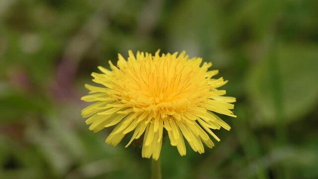 Close up of Dandelion flower on green field. Spring meadow with yellow dandelion blossom.