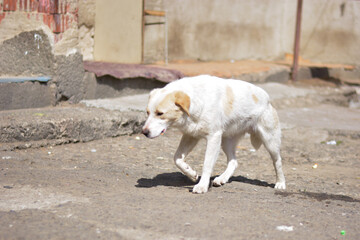 Sad mix breed white dog walking in Slovak gypsy village  on messy dirty yard. Abused suffer feared beaten dogs.