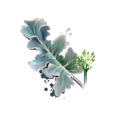 Digital art illustration of Crambe maritima, Sea kale, Crambe isolated on white background. Organic healthy food. Green fresh vegetable with blossom. Hand drawn plant closeup. Graphic design element