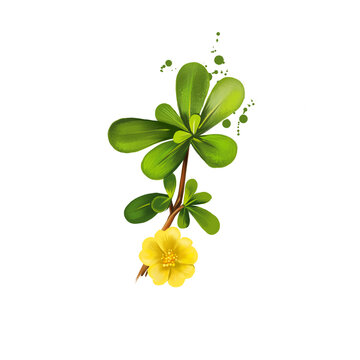 Digital art illustration of Common purslane, Portulaca oleracea isolated on white background. Organic healthy food. Green fresh vegetable. Hand drawn plant closeup. Graphic design clip art element