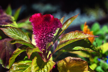 Red flower Celosia argentea in the garden.