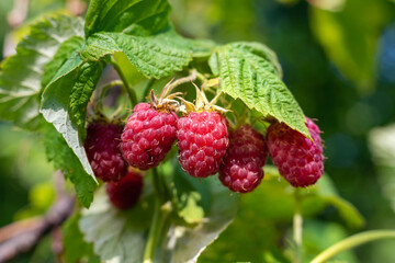 Red raspberries on a bush in the garden.