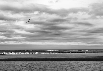 cloudy day at a beach devoid of humans next to Amsterdam with a lot of seagulls
