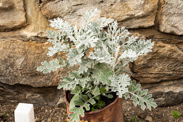 Gray green leaves of cineraria in macro. Exotic dusty miller plant close-up. Natural background of...
