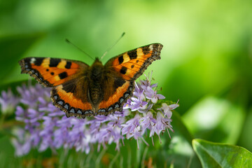 lady butterfly on a flower