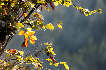 a bokeh of orange yellow green leafes with nice soft green forest background