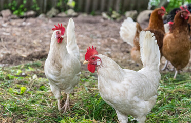 Fototapeta premium White domestic hens walk in the corral and look for food.