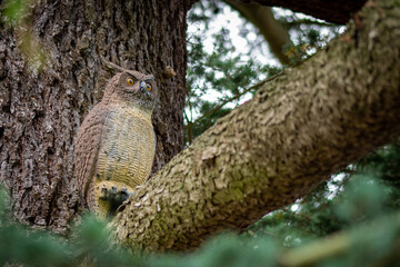 wood owl statue in a tree