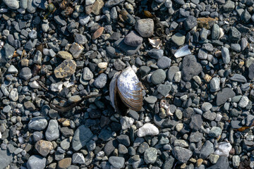 shell on the beach