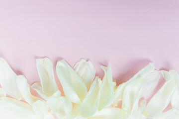 The petals are on the pink background. The Delicate petals are scattered with copy space