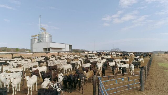 Aerial view of a confinement of Nellore and Angus cattle. Cattle feedlot farm in the Brazilian midwest. Livestock of beef cattle.