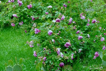 bush pink rose among garden greens