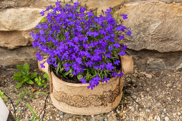 Aubretia purple flowers - Latin name - Aubrieta Gartenstadt purpur