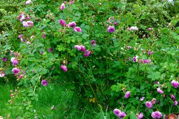 bush pink rose among garden greens